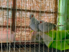 Diamond dove Jora(pair)